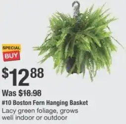 The Home Depot Boston fern hanging basket offer