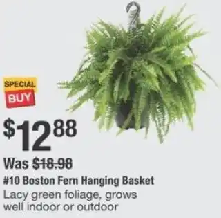 The Home Depot Boston fern hanging basket offer