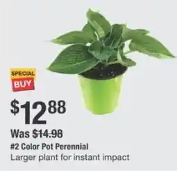 The Home Depot Color pot perennial offer