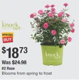 The Home Depot Rose offer