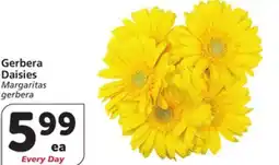 Albertsons Gerbera Daisies offer