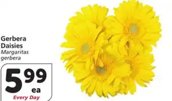 Albertsons Gerbera Daisies offer