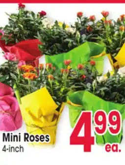 Jewel-Osco Mini Roses offer