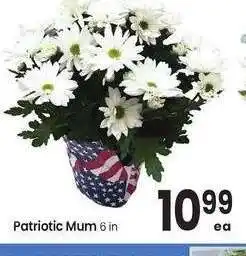 Albertsons Patriotic Mum - 6 in PtitiM 6i offer