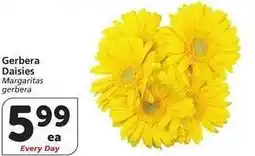 Albertsons Gerbera Daisies - Margaritas gerbera offer