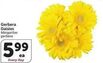Albertsons Gerbera Daisies - Margaritas gerbera offer