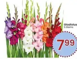 Albertsons GLADIOLUS - 5 Stems offer