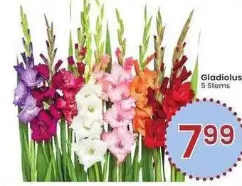Albertsons GLADIOLUS - 5 Stems offer