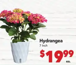 Vallarta Supermarkets Hydrangea offer
