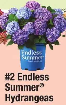 Menards 2 Endless Summer Hydrangeas offer