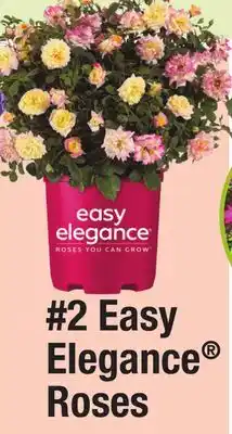 Menards 2 Easy Elegance Roses offer