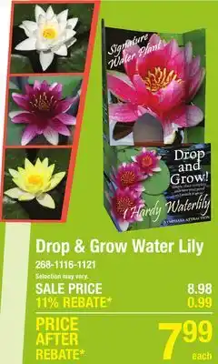 Menards Drop & Grow Nymphaea Attraction Potted Red Water Lilies Flower Bulbs - 1 Count offer