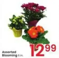 Albertsons Assorted Blooming offer