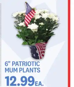 Kings Food Markets 6 PATRIOTIC MUM PLANTS offer