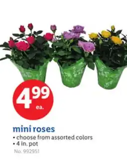 Lidl mini roses offer