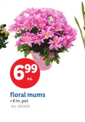 Lidl floral mums offer