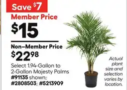 Lowe's Select 1.94-Gallon to 2-Gallon Majesty Palms offer