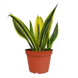 Walmart House Plant Dropship 4-SNAKE-GOLD.FLAME Snake Gold Flame Plant offer
