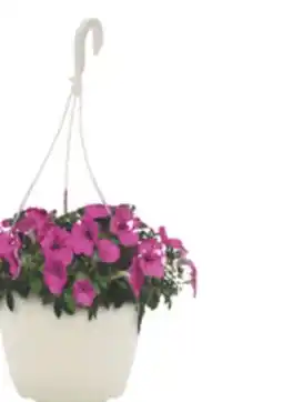 The Home Depot Classic Hanging Basket offer