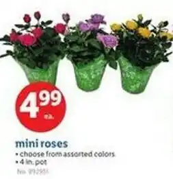 Lidl Mini roses offer