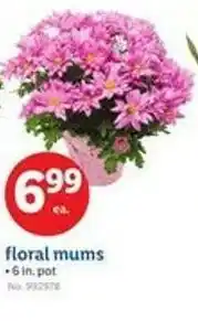Lidl Floral mums offer