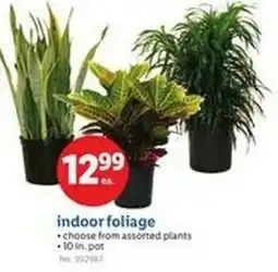 Lidl Indoor foliage offer