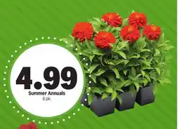 Meijer Summer Annuals offer