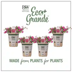 Walmart Proven Winners 4.25 in. Eco+Grande, Superbells Pink (Calibrachoa) Live Plant, Pink Flowers (4-Pack) offer