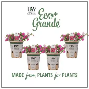 Walmart Proven Winners 4.25 in. Eco+Grande, Superbells Pink (Calibrachoa) Live Plant, Pink Flowers (4-Pack) offer