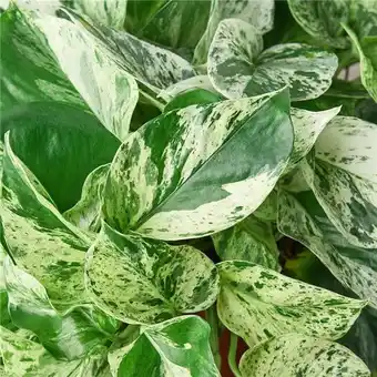 Walmart House Plant Dropship 3-POTHOS-MARBLE.QUEEN 3 in. Pot Pothos Marble Queen Plant offer