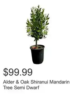 Costco Alder & Oak Shiranui Mandarin Tree Semi Dwarf offer