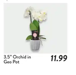 Fresh Thyme 3.5 Orchid in Geo Pot offer