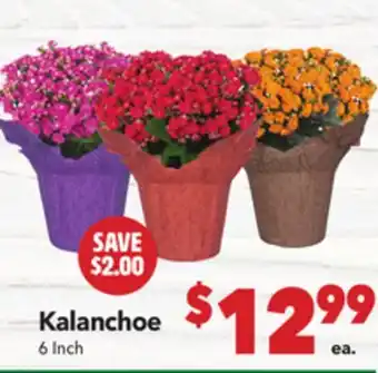 Vallarta Supermarkets Kalanchoe offer