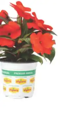 The Home Depot Vigoro #4 Annual Bigger offer