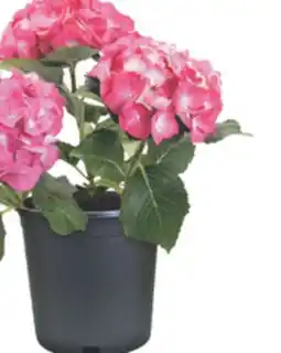 The Home Depot Big Leaf Hydrangea Big leaves and blooms offer