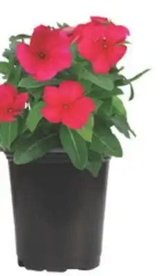 The Home Depot 4 Vinca offer