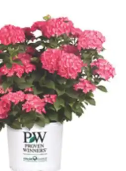 The Home Depot Select #2 Shrubs offer