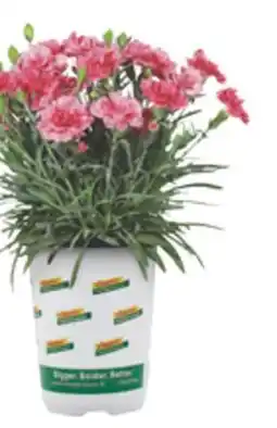 The Home Depot VIGORO #1 Perennial offer
