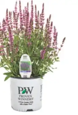The Home Depot PROVEN WINNERS #1 Perennial offer