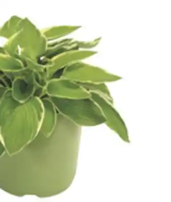 The Home Depot 2 Color Pot Perennial size offer