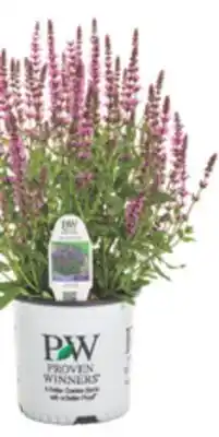 The Home Depot PROVEN WINNERS Perennial Choose Salvia, Delosperma and offer