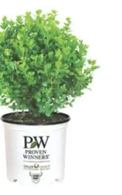 The Home Depot PW PROVEN 2-Gallon Shrub offer