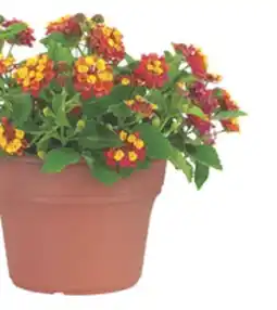 The Home Depot 14 Terra Nova Annual Planters offer