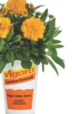 The Home Depot VIGORA Gallon Perennial offer