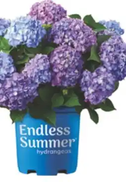 The Home Depot ENDLESS SUMMER 8 Hydrangea offer