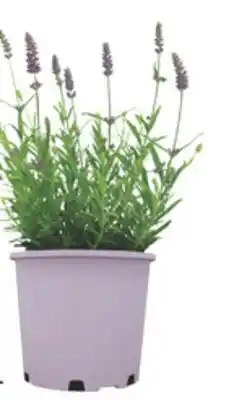 The Home Depot 2-Gallon Color Pot Perennial offer