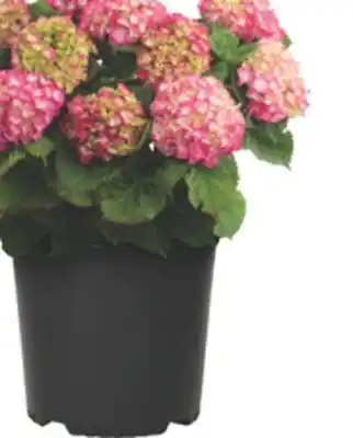 The Home Depot 3-Gallon Premium Hydrangea offer
