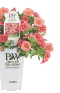 The Home Depot 4.5 Annuals offer