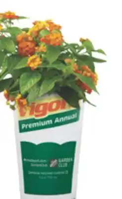 The Home Depot VIGORA Quart Annual offer