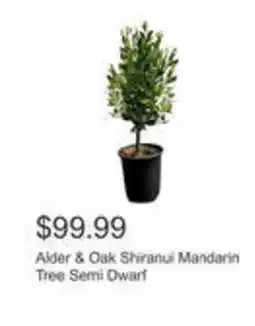 Costco Alder & oak shiranui mandarin tree semi dwarf offer